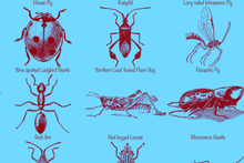 Load image into Gallery viewer, Insects Poster, Entomology print for classroom etc. Multiple colours and sizes available.