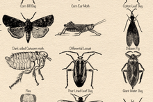 Load image into Gallery viewer, Insects Poster, Entomology print for classroom etc. Multiple colours and sizes available.