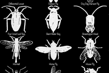 Load image into Gallery viewer, Insects Poster, Entomology print for classroom etc. Multiple colours and sizes available.