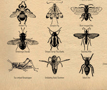 Load image into Gallery viewer, Insects Poster, Entomology print for classroom etc. Multiple colours and sizes available.
