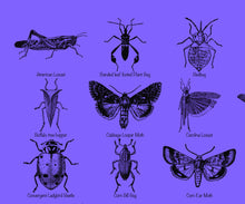 Load image into Gallery viewer, Insects Poster, Entomology print for classroom etc. Multiple colours and sizes available.