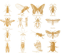 Load image into Gallery viewer, Insects Poster, Entomology print for classroom etc. Multiple colours and sizes available.