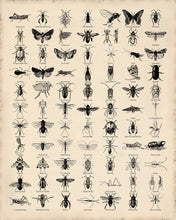 Load image into Gallery viewer, Insects Poster, Entomology print for classroom etc. Multiple colours and sizes available.
