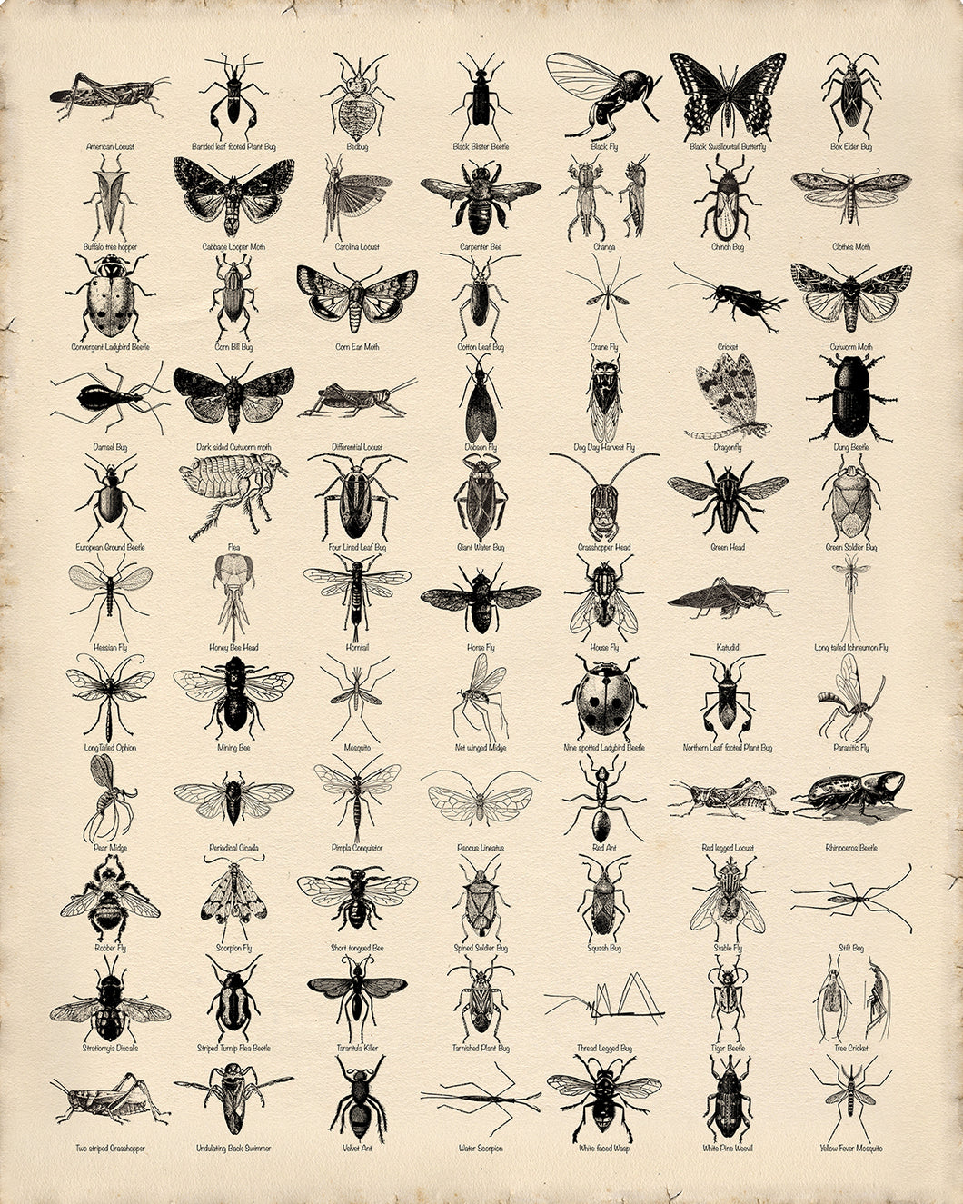 Insects Poster, Entomology print for classroom etc. Multiple colours and sizes available.